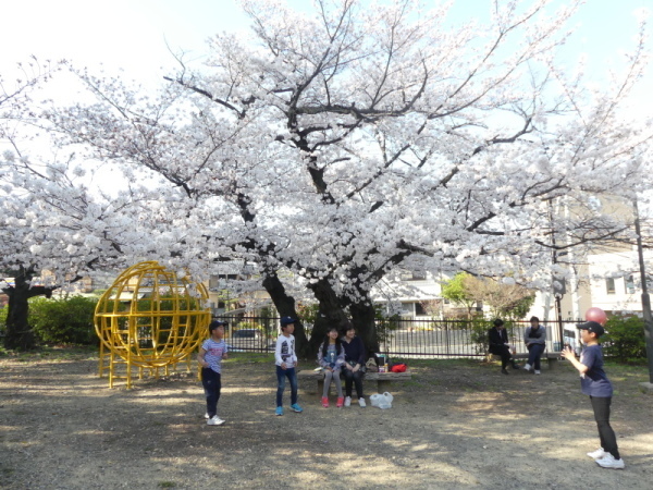 たこ公園の桜の様子